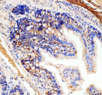 Zebrafish Eif4a2 Antibody Colon IHC. Immunohistochemistry staining of FFPE zebrafish colon tissue with Zebrafish Eif4a2 antibody. HIER: boil tissue sections in pH8 EDTA for 20 min and allow to cool before testing.