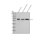Zebrafish Gls Antibody WB. Western blot analysis of Glsa/b protein using Zebrafish Gls antibody and 1) zebrafish head, 2) whole female zebrafish and 3) whole male zebrafish tissue lysate. Predicted molecular weight: ~ ~36 kDa (isoform a) and ~63 kDa (isoform b).