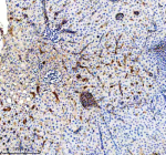 Zebrafish Gls Antibody Bile Duct IHC. Immunohistochemistry staining of FFPE zebrafish bile duct tissue with Zebrafish Gls antibody. HIER: boil tissue sections in pH8 EDTA for 20 min and allow to cool before testing.