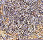 Zebrafish Ckm Antibody Spleen IHC. Immunohistochemistry staining of FFPE zebrafish spleen tissue with Zebrafish Ckm antibody. HIER: boil tissue sections in pH8 EDTA for 20 min and allow to cool before testing.