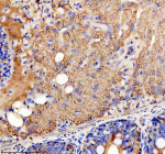 Zebrafish Ckm Antibody Pancreas IHC. Immunohistochemistry staining of FFPE zebrafish pancreas tissue with Zebrafish Ckm antibody. HIER: boil tissue sections in pH8 EDTA for 20 min and allow to cool before testing.