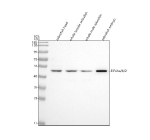 Zebrafish Eif4a1 Antibody WB. Western blot analysis of Eif4a1a/b/2 protein using Zebrafish Eif4a1 antibody and 1) zebrafish head, 2) whole female zebrafish, 3) whole male zebrafish and 4) zebrafish embryo tissue lysate. Expected molecular weight: ~46 kDa (Eif4a1a/b) and ~32 kDa (EIF4A2).