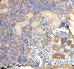 Zebrafish Eif4a1 Antibody Kidney IHC. Immunohistochemistry staining of FFPE zebrafish kidney tissue with Zebrafish Eif4a1 antibody. HIER: boil tissue sections in pH8 EDTA for 20 min and allow to cool before testing.
