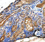 Zebrafish Suz12 Antibody Kidney IHC. Immunohistochemical analysis of Suz12a/b protein using Zebrafish Suz12 antibody and paraffin-embedded zebrafish kidney tissue. HIER: boil tissue sections in pH8 EDTA for 20 min and allow to cool before testing.