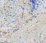 Zebrafish Cct7 Antibody Brain IHC. Immunohistochemical analysis of Cct7 protein using Zebrafish Cct7 antibody and paraffin-embedded zebrafish brain tissue. HIER: boil tissue sections in pH8 EDTA for 20 min and allow to cool before testing.