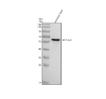 Zebrafish Akt Antibody WB. Western blot analysis of Akt1/2/3 protein using Akt antibody and zebrafish head tissue lysates. The predicted molecular weight of Akt1/2/3 is ~56 kDa.