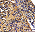 Zebrafish Mat2a Antibody Heart IHC. Immunohistochemistry staining of FFPE zebrafish heart tissue with Zebrafish Mat2a antibody. HIER: boil tissue sections in pH8 EDTA for 20 min and allow to cool before testing.