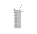 Zebrafish Usp7 Antibody WB. Western blot analysis of Usp7 protein using Zebrafish Usp7 antibody and zebrafish embryo tissue lysate. The expected molecular weight of Usp7 is 128-135 kDa.
