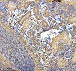 Zebrafish Eno1a Antibody Kidney Immunohistochemistry. IHC staining of FFPE zebrafish kidney tissue with Zebrafish Eno1a antibody. HIER: boil tissue sections in pH8 EDTA for 20 min and allow to cool before testing.