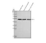 Zebrafish Eno1a Antibody WB. Western blot analysis of Eno1a protein using Zebrafish Eno1a antibody and 1) zebrafish head, 2) whole female zebrafish and 3) whole male zebrafish tissue lysate. Predicted molecular weight ~47 kDa.