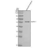 Zebrafish NAP1L1 Antibody WB. Western blot analysis of NAP1L1 protein using Zebrafish NAP1L1 antibody and zebrafish embryo tissue lysate. The predicted molecular weight of NAP1L1 is ~45 kDa.