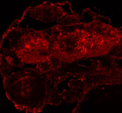 Zebrafish Dhx9 Antibody Embryo IF. Immunofluorescent staining of FFPE zebrafish embryo tissue with Dhx9 antibody (red). HIER: steam section in pH8 EDTA buffer for 20 min.