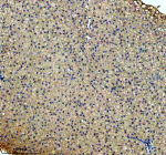 Zebrafish Cbs Antibody Liver IHC. Immunohistochemistry staining of FFPE zebrafish liver tissue with Zebrafish Cbs antibody. HIER: boil tissue sections in pH8 EDTA for 20 min and allow to cool before testing.