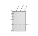 Zebrafish Srsf3 Antibody WB. Western blot analysis of Srsf3a/b protein using Zebrafish Srsf3 antibody and 1) zebrafish head, 2) whole female zebrafish and 3) whole male zebrafish tissue lysate. Predicted molecular weight: 19-20 kDa.