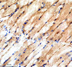 Zebrafish Srsf3 Antibody Skeletal Muscle IHC. Immunohistochemistry staining of FFPE zebrafish skeletal muscle tissue with Zebrafish Srsf3 antibody. HIER: boil tissue sections in pH8 EDTA for 20 min and allow to cool before testing.