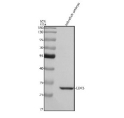 Zebrafish Cdk5 Antibody WB. Western blot analysis of Cdk5 protein using Cdk5 antibody and zebrafish embryo tissue lysate. The predicted molecular weight of Cdk5 is ~33 kDa.