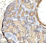 Zebrafish Gabarap Antibody Kidney IHC. Immunohistochemistry staining of FFPE zebrafish kidney tissue with Zebrafish Gabarap antibody. HIER: boil tissue sections in pH8 EDTA for 20 min and allow to cool before testing.
