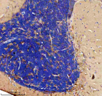 Zebrafish Gabarap Antibody Cerebellum IHC. Immunohistochemistry staining of FFPE zebrafish cerebellum tissue with Zebrafish Gabarap antibody. HIER: boil tissue sections in pH8 EDTA for 20 min and allow to cool before testing.