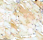 Zebrafish Luc7l3 Antibody Muscle IHC. Immunohistochemical analysis of Luc7-like protein 3 using Zebrafish Luc7l3 antibody and paraffin-embedded zebrafish muscle tissue. HIER: boil tissue sections in pH8 EDTA for 20 min and allow to cool before testing.