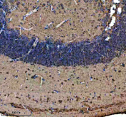 Zebrafish Atp5mc Antibody Brain IHC. Immunohistochemistry staining of FFPE zebrafish brain tissue with Zebrafish Atp5mc antibody. HIER: boil tissue sections in pH8 EDTA for 20 min and allow to cool before testing.