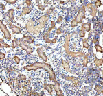 Zebrafish Gipc1 Antibody Kidney IHC. Immunohistochemistry staining of FFPE zebrafish kidney tissue with Zebrafish Gipc1 antibody. HIER: boil tissue sections in pH8 EDTA for 20 min and allow to cool before testing.