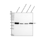 Zebrafish Gipc1 Antibody WB. Western blot analysis of Gipc1 protein using Gipc1 antibody and 1) zebrafish head, 2) whole female zebrafish, 3) whole male zebrafish and 4) zebrafish embryo tissue lysate. Predicted molecular weight ~36 kDa.