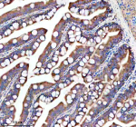 Zebrafish Gipc1 Antibody Colon IHC. Immunohistochemistry staining of FFPE zebrafish colon tissue with Zebrafish Gipc1 antibody. HIER: boil tissue sections in pH8 EDTA for 20 min and allow to cool before testing.