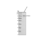 Zebrafish Gephyrin Antibody WB. Western blot analysis of GPHNa/b protein using Zebrafish Gephyrin antibody and zebrafish head tissue lysate. The predicted molecular weight of GPHNa/b is ~80 kDa, commonly observed at ~93 kDa.