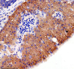 Zebrafish Gephyrin Antibody Pancreas IHC. Immunohistochemical analysis of GPHNa/b protein using Zebrafish Gephyrin antibody and paraffin-embedded zebrafish pancreas tissue. HIER: boil tissue sections in pH8 EDTA for 20 min and allow to cool before testing.