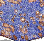 Zebrafish Aldh18a1 Antibody Kidney IHC. Immunohistochemical analysis of P5CS/ALDH18A1 protein using Zebrafish Aldh18a1 antibody and paraffin-embedded zebrafish kidney tissue. HIER: boil tissue sections in pH8 EDTA for 20 min and allow to cool before testing.