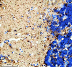 Zebrafish Hprt1 Antibody Brain Tissue IHC. Immunohistochemistry staining of FFPE zebrafish brain tissue with Zebrafish Hprt1 antibody. HIER: boil tissue sections in pH8 EDTA for 20 min and allow to cool before testing.