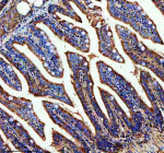 Zebrafish Abce1 Antibody Colon IHC. Immunohistochemistry staining of FFPE zebrafish colon tissue with Zebrafish Abce1 antibody. HIER: boil tissue sections in pH8 EDTA for 20 min and allow to cool before testing.