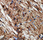 Zebrafish Opa1 Antibody Brain IHC. Immunohistochemistry staining of FFPE zebrafish brain tissue with Zebrafish Opa1 antibody. HIER: boil tissue sections in pH8 EDTA for 20 min and allow to cool before testing.