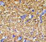 Zebrafish Grpel1 Antibody Liver IHC. Immunohistochemistry staining of FFPE zebrafish liver tissue with Zebrafish Grpel1 antibody. HIER: boil tissue sections in pH8 EDTA for 20 min and allow to cool before testing.
