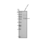 Zebrafish Stip1 Antibody WB. Western blot analysis of Stip1 protein using Zebrafish Stip1 antibody and zebrafish embryo tissue lysate. The predicted molecular weight of Stip1 is 63 kDa.