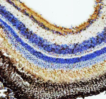 Hprt1 Antibody Retina IHC. Immunohistochemistry staining of FFPE zebrafish retina tissue with Zebrafish Hypoxanthine phosphoribosyltransferase antibody. HIER: boil tissue sections in pH8 EDTA for 20 min and allow to cool before testing.