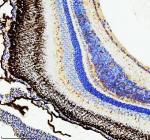Zebrafish Hsc70 Antibody Retina IHC. Immunohistochemistry staining of FFPE zebrafish retina tissue with Zebrafish Hsc70 antibody, HRP secondary and DAB substrate. HIER: boil tissue sections in pH8 EDTA for 20 min and allow to cool before testing.