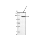 Zebrafish Mcm2 antibody WB. Western blot analysis of Mcm2 protein using Mcm2 antibody and zebrafish embryo tissue lysate. The predicted molecular weight of MCM2 is ~102 kDa, commonly observed at 100-130 kDa (human similarity).