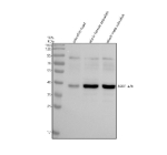 Zebrafish Sox1 antibody WB. Western blot analysis of SOX1a/b protein using Sox1 antibody and 1) zebrafish head, 2) whole female zebrafish and 3) whole male zebrafish tissue lysate. Predicted molecular weight ~36 kDa.
