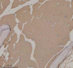 Zebrafish Actba Antibody Skeletal Muscle IHC. Immunohistochemistry staining of FFPE zebrafish skeletal muscle tissue with Zebrafish Actba antibody. HIER: boil tissue sections in pH8 EDTA for 20 min and allow to cool before testing.