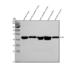 Zebrafish Actba Antibody WB. Western blot analysis of Beta Actin/Actba protein using Zebrafish Actba antibody and 1) zebrafish head, 2) female zebrafish viscera, 3) male zebrafish viscera and 4) whole zebrafish and 5) zebrafish embryo tissue lysate. Predicted molecular weight ~42 kDa.
