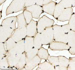 Zebrafish H2ax Antibody Muscle IHC. Immunohistochemistry staining of FFPE zebrafish muscle tissue with Zebrafish H2ax antibody, HRP secondary and DAB substrate. HIER: boil tissue sections in pH8 EDTA for 20 min and allow to cool before testing.