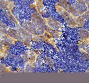 Zebrafish Eif3a Antibody Testis IHC. Immunohistochemistry staining of FFPE zebrafish testis tissue with Zebrafish Eif3a antibody, HRP secondary and DAB substrate. HIER: boil tissue sections in pH8 EDTA for 20 min and allow to cool before testing.
