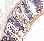 Zebrafish Eif3a Antibody Colon IHC. Immunohistochemistry staining of FFPE zebrafish colon tissue with Zebrafish Eif3a antibody, HRP secondary and DAB substrate. HIER: boil tissue sections in pH8 EDTA for 20 min and allow to cool before testing.
