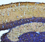 Zebrafish Atp6v1b2 Antibody Brain IHC. Immunohistochemistry staining of FFPE zebrafish brain tissue with Zebrafish Atp6v1b2 antibody, HRP secondary and DAB substrate. HIER: boil tissue sections in pH8 EDTA for 20 min and allow to cool before testing.