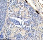 Zebrafish Eno1 Antibody Kidney IHC. Immunohistochemistry staining of FFPE zebrafish kidney tissue with Zebrafish Eno1 antibody, HRP secondary and DAB substrate. HIER: boil tissue sections in pH8 EDTA for 20 min and allow to cool before testing.