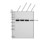 Zebrafish Eno1 Antibody WB. Western blot analysis of ENO1a/b protein using Zebrafish Eno1 antibody and 1) zebrafish head, 2) whole female zebrafish, 3) whole male zebrafish and 4) zebrafish embryo tissue lysate. Predicted molecular weight ~47 kDa.
