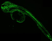 Zebrafish Fhl2 Antibody Embryo IF - Early Development Expression. Immunofluorescent staining of FFPE zebrafish embryo tissue with Zebrafish Fhl2 antibody (green). HIER: steam section in pH8 EDTA buffer for 20 min.