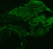 Zebrafish Fhl2 Antibody Embryo IF - Cytoskeletal Signaling Protein. Immunofluorescent staining of FFPE zebrafish embryo tissue with Zebrafish Fhl2 antibody (green). HIER: steam section in pH8 EDTA buffer for 20 min.