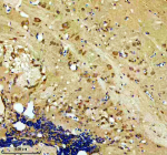 Zebrafish Hook3 Antibody Brain Tissue IHC. Immunohistochemical analysis of Hook3 protein using Zebrafish Hook3 antibody and paraffin-embedded zebrafish brain tissue. HIER: boil tissue sections in pH8 EDTA for 20 min and allow to cool before testing.